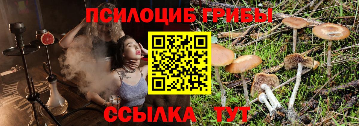 Галлюциногенные грибы Cubensis Россия